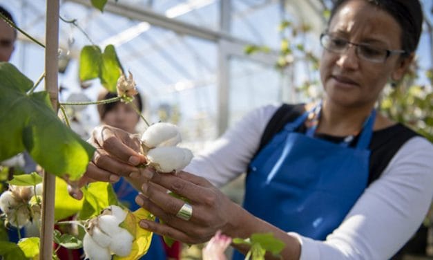 CSIRO develops next generation cotton