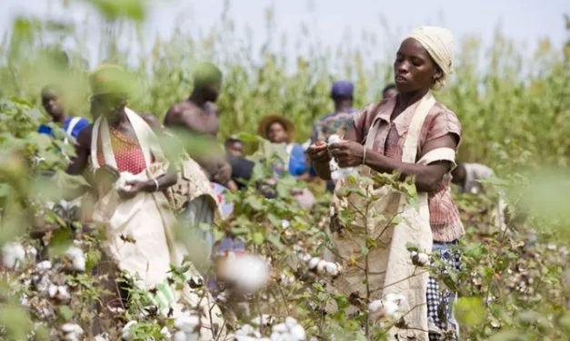 Kenyan ministries to explore Bt cotton introduction