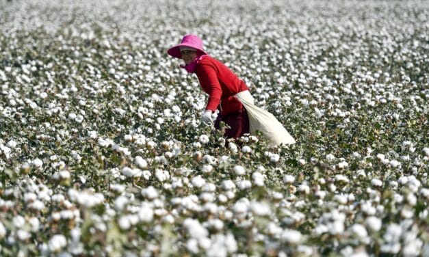 China introduces sustainable cotton standard