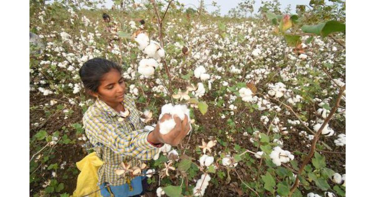 The price of cotton in India is once again Rs. 1 lakh per candy