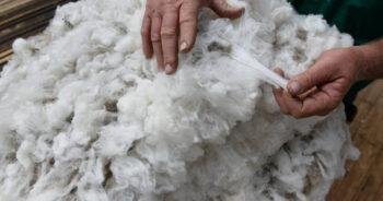 Australian wool market sees strong gains amid tight supply