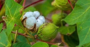 Sircilla's green cotton briefs all set to enter US markets