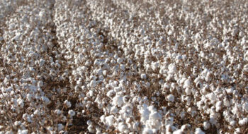 Indocount Industries Ltd. and Partech Seeds Pvt. Ltd