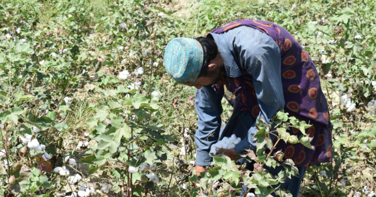 Sustainable cotton farming takes root in Pakistan with Premium Organic