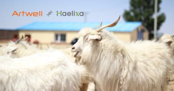 Transparency in cashmere with Artwell and Haelixa