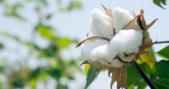 Cotton trading center important step to establish textile cluster in Xinjiang