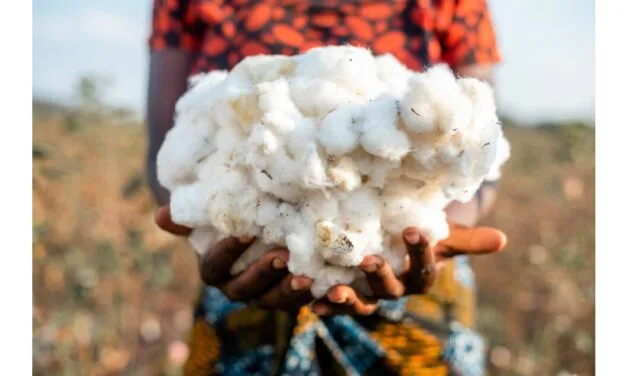 AbTF launches new transparency standard for sustainable cotton traceability