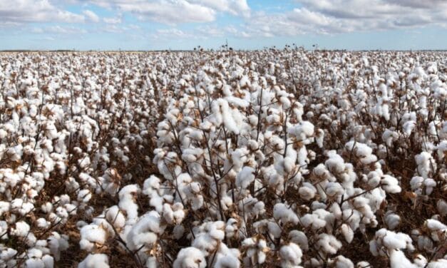 Apparel leaders call for incentives on US Cotton, urge reforms to boost trade competitiveness