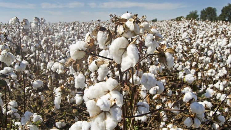Pakistan finalizes National Cotton Plan 2025