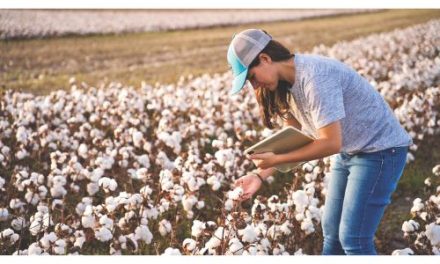 Vietnam became the largest importer of U.S. cotton in 2025