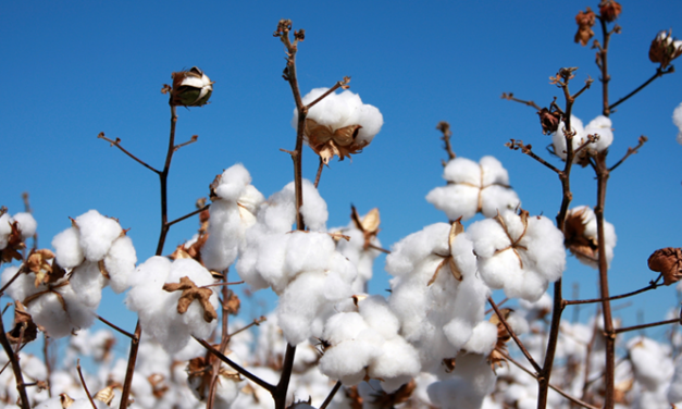 SIMA advises mills to avoid panic buying of cotton