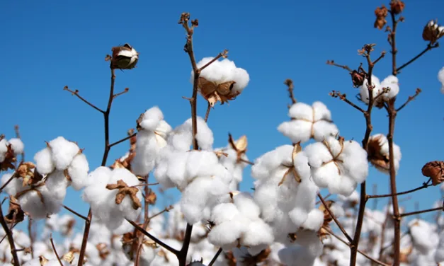 SIMA advises mills to avoid panic buying of cotton