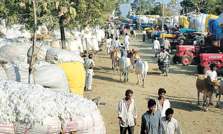 Cotton price remain firm amid short supply
