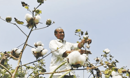 Kharif season sees king cotton making a big comeback