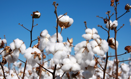 Organic cotton becomes preferred fibre choice for consumers