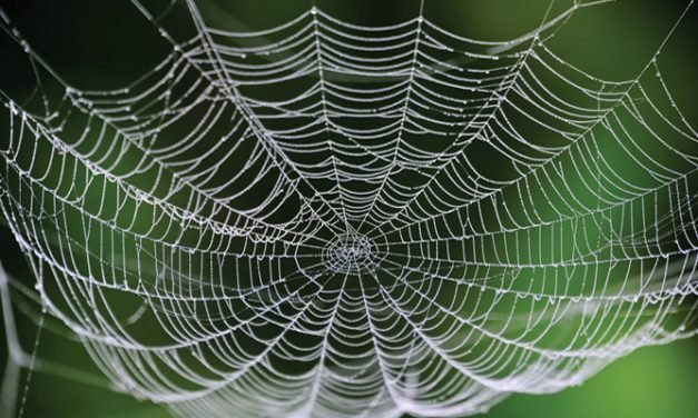 Researchers develop method for making artificial spider silk