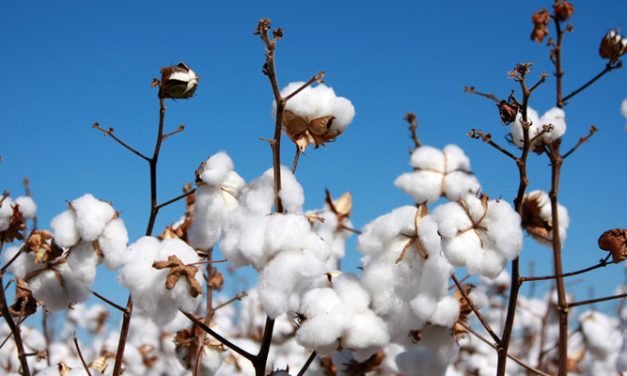 India expected to remain largest cotton producer in 2017-18