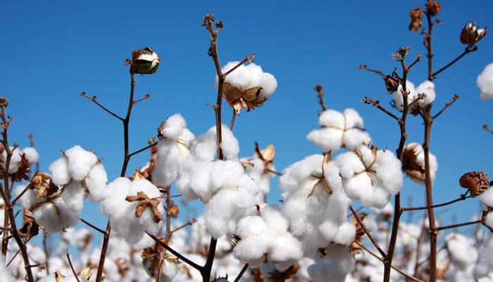 India expected to remain largest cotton producer in 2017-18