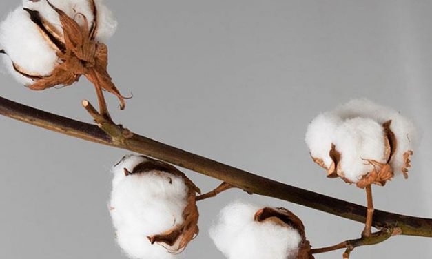 Cotton yarn prices hike hits export-oriented Pak textile sector