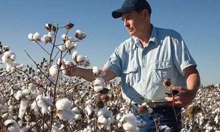 Cotton USA takes US spinners to Egyptian textile firms