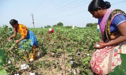 Telangana online payments to cotton farmers has made a mark
