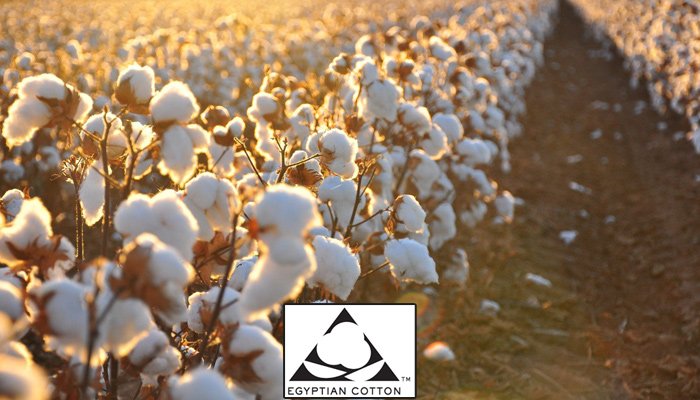 Egyptian cotton most recognised cotton in USA