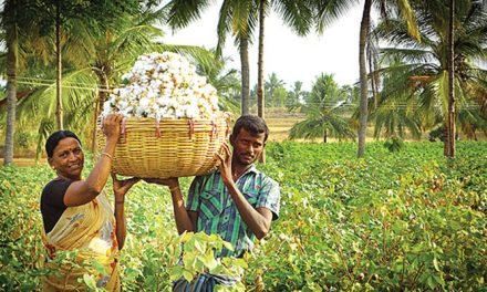 Cotton prices in India to stay firm until next fiscal