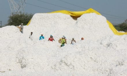 CAI maintains previous cotton estimates in June
