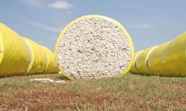 Cotton consumption to reach all-time high in 2018-19