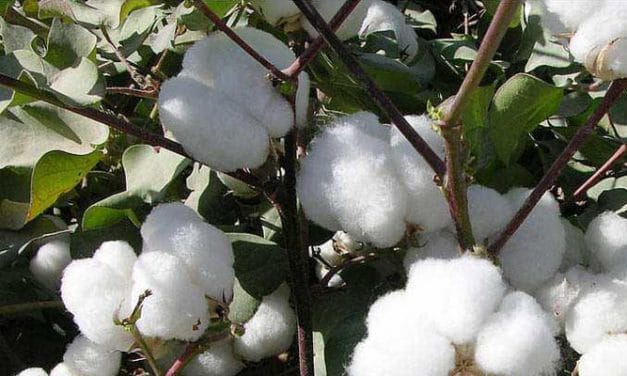CAI lowers 2018-19 cotton crop estimates