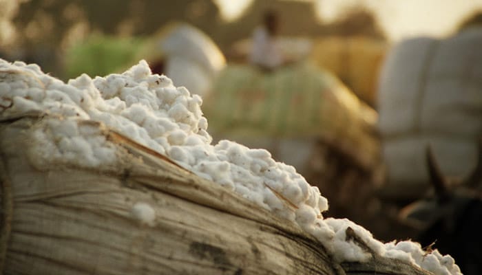 Committee to safeguard future of Egyptian cotton brand