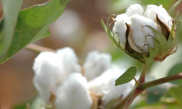 OrganiMark, Sweetbridge to finance sustainable cotton