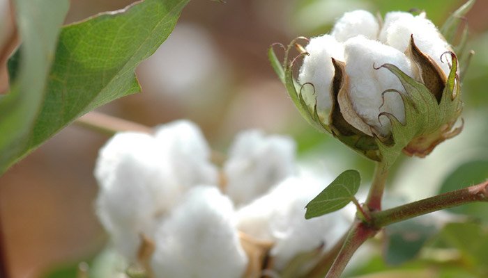 OrganiMark, Sweetbridge to finance sustainable cotton