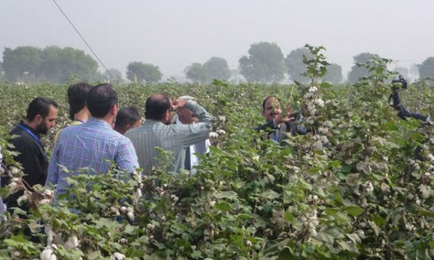 Pakistani CCRI’s new Bt cotton gets commercial licence