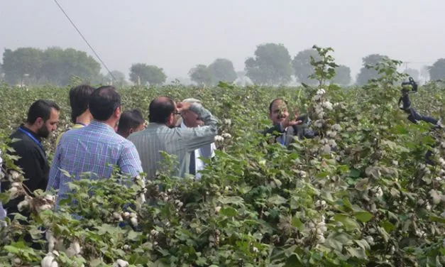 Pakistani CCRI’s new Bt cotton gets commercial licence