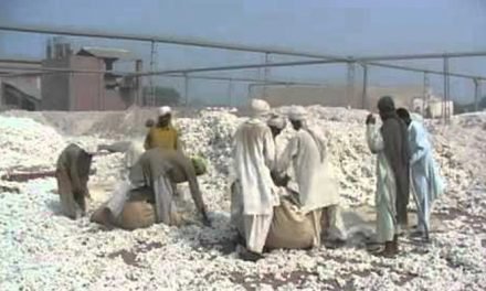 Pak cotton production hampered by absence of crop zoning