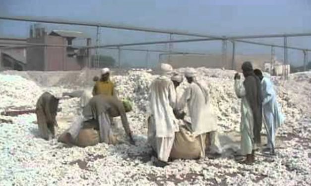 Pak cotton production hampered by absence of crop zoning