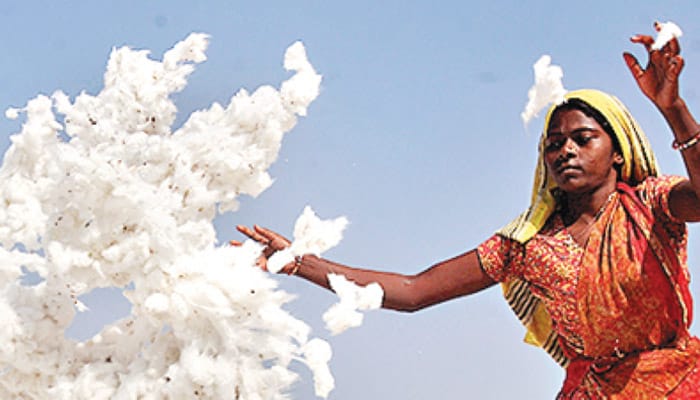 Indian cotton sector losing with tariff issues