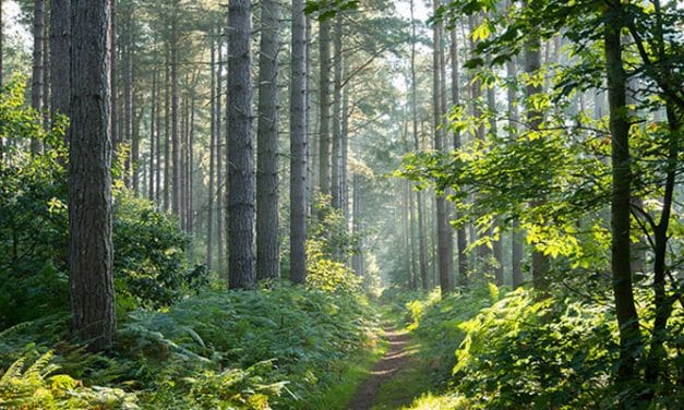 Target aims for viscose textile transparency