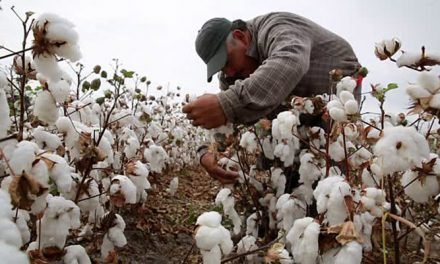 Rising production of Mexican cotton reduces US exports