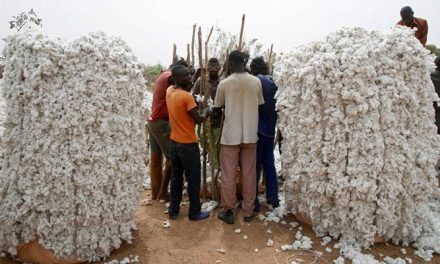 Cotton production of Burkina drops