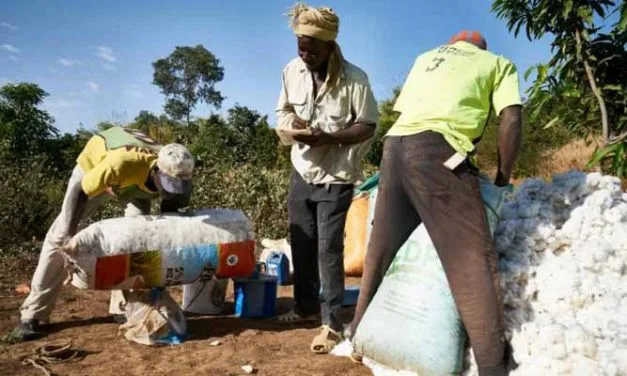 Mali expects record cotton output