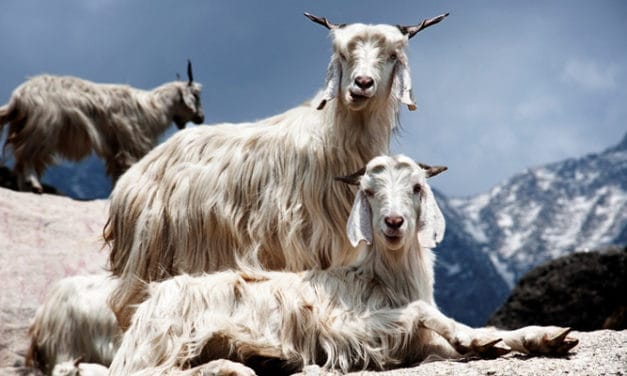 BIS certification allotted to pashmina products