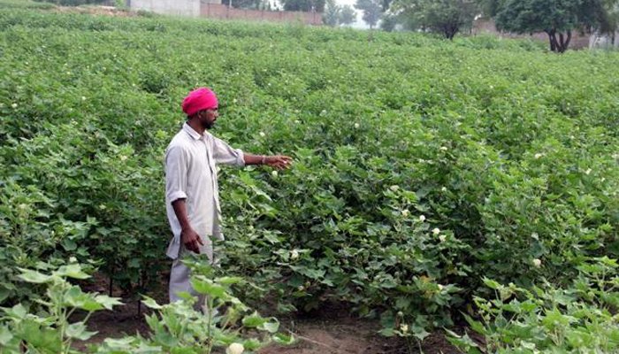 Cotton Corporation of India to enter Punjab