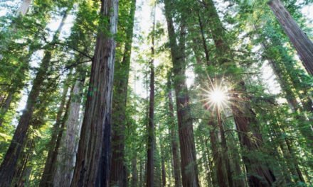Timberland to plant 50 mn trees around the world