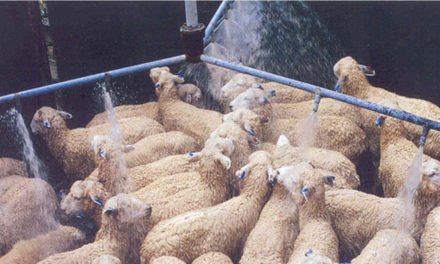 Australian wool under pressure over practice of mulesing