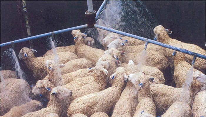 Australian wool under pressure over practice of mulesing