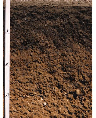 Cotton Cultivated outlines sustainability goals