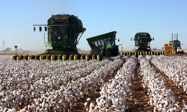 Cotton harvest and lower yields in Texas