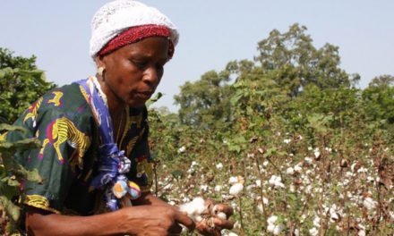 Farmers target 3 lakh MT cotton crop in Nigeria